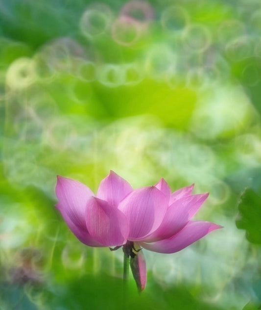 探索波波鏡的魅力:折返鏡頭選購與使用全攻略|卡色 200mm F5.6 折返鏡頭